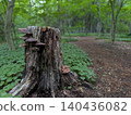 A view from a mushroom growing on a tree stump in a forest in early summer. 140436082