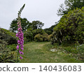 A forest in early summer: A panoramic view from among the flowers. 140436083