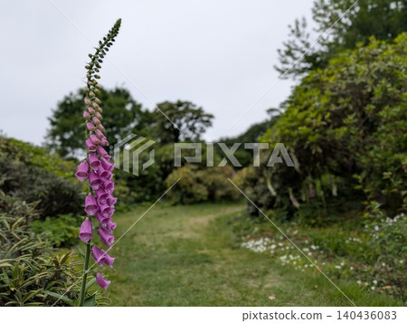 A forest in early summer: A panoramic view from among the flowers. A forest in early summer: A panoramic view from among the flowers. 140436083