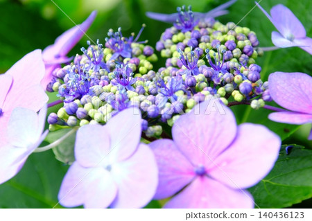 A macro photograph of a hydrangea with a beautiful gradient that evokes the feeling of early summer. A macro photograph of a hydrangea with a beautiful gradient that evokes the feeling of early summer. 140436123