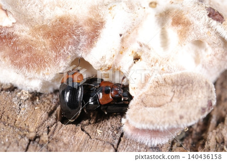 Living creatures, insects: Two-spotted small mushroom beetle, mid-June. It appears that several of them are gathered together in the midst of breeding behavior. Living creatures, insects: Two-spotted small mushroom beetle, mid-June. It appears that several of them are gathered together in the midst of breeding behavior. 140436158