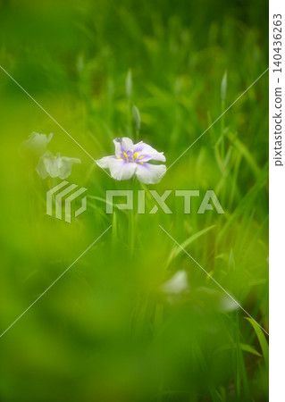鳶尾花 鳶尾花 140436263