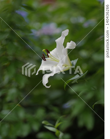 A white lily that blooms with dignity A white lily that blooms with dignity 140436266
