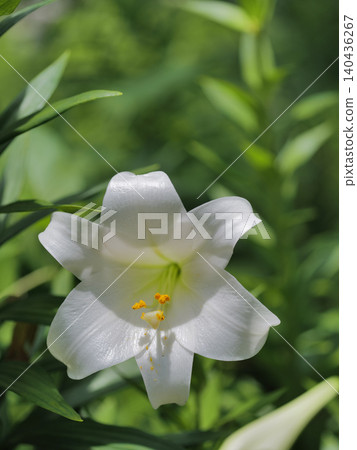 White lilies bathed in sunlight White lilies bathed in sunlight 140436267