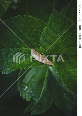 Hydrangea leaves and fallen leaves after the rain 140436280