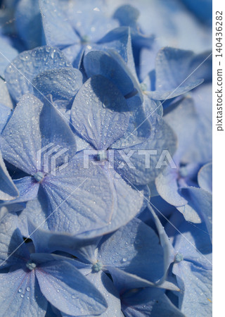Hydrangea after the rain Hydrangea after the rain 140436282