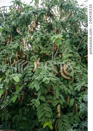 Tamarinds growing on the tree. This fruit contains a high amount of potassium which might help with blood pressure and heart rate. Tamarinds growing on the tree. This fruit contains a high amount of potassium which might help with blood pressure and heart rate. 140436338