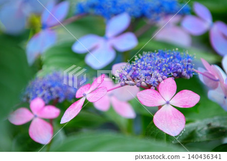 The beautiful lacecap hydrangeas, with their vibrant, rhythmic overlapping colors, are complemented by the fresh, vibrant green foliage. The beautiful lacecap hydrangeas, with their vibrant, rhythmic overlapping colors, are complemented by the fresh, vibrant green foliage. 140436341