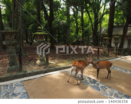 Two wild deer snuggling together with the stone lanterns of Kasuga Taisha Shrine in the background. Two wild deer snuggling together with the stone lanterns of Kasuga Taisha Shrine in the background. 140436356