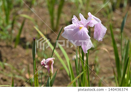浪花和愛麗絲 浪花和愛麗絲 140436374
