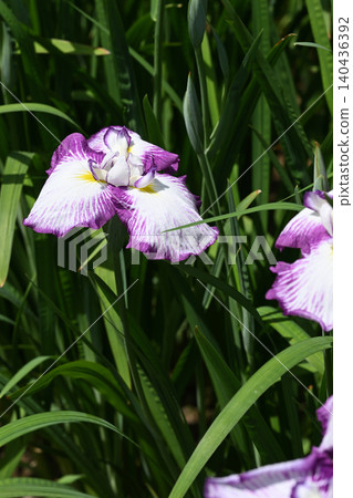 Red Chiyozuru and Iris 140436392