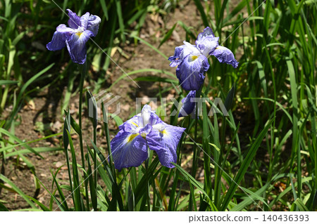 Spring Sawabe and Iris 140436393
