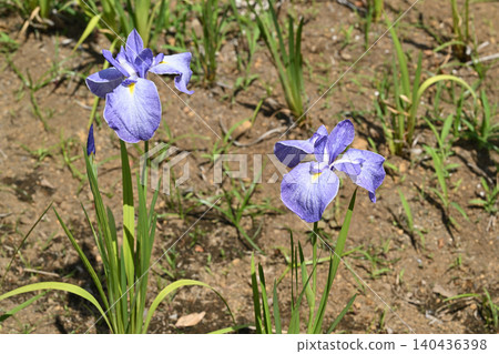 Aoyagi and Iris Aoyagi and Iris 140436398