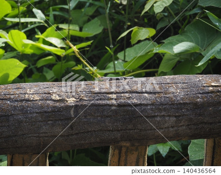 A lizard nymph perched on a tree 140436564