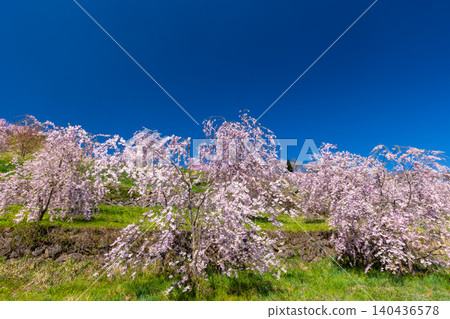Iizunayama Park, a famous cherry blossom viewing spot in Morohigashibo, Komoro City, Nagano Prefecture: A view of the Komoro Yaebenishidare cherry blossoms, a species endemic to the area, blooming on the hillside. Iizunayama Park, a famous cherry blossom viewing spot in Morohigashibo, Komoro City, Nagano Prefecture: A view of the Komoro Yaebenishidare cherry blossoms, a species endemic to the area, blooming on the hillside. 140436578