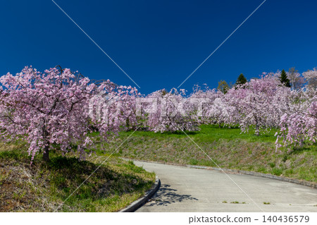 Iizunayama Park, a famous cherry blossom viewing spot in Morohigashibo, Komoro City, Nagano Prefecture: A view of the endemic Komoro Yaebenishidare cherry blossoms blooming along the walking path on the hillside. Iizunayama Park, a famous cherry blossom viewing spot in Morohigashibo, Komoro City, Nagano Prefecture: A view of the endemic Komoro Yaebenishidare cherry blossoms blooming along the walking path on the hillside. 140436579