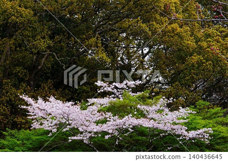 春意盎然，櫻花在綠意盎然的背景下綻放。 140436645