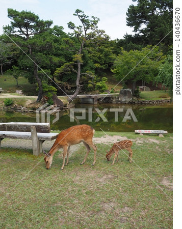 初夏時節,一條小生命在古都奈良誕生。一隻母鹿和她的小鹿在奈良公園的池塘邊並肩悠閒地吃草。 初夏時節,一條小生命在古都奈良誕生。一隻母鹿和她的小鹿在奈良公園的池塘邊並肩悠閒地吃草。 140436670