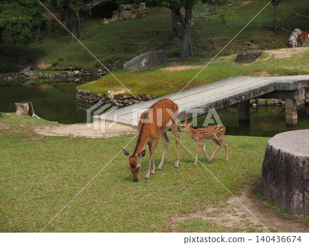 In early summer in Nara Park, a fawn and its mother perform adorable little steps by the stone bridge. In early summer in Nara Park, a fawn and its mother perform adorable little steps by the stone bridge. 140436674