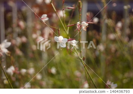 白色蝴蝶植物 白色蝴蝶植物 140436793