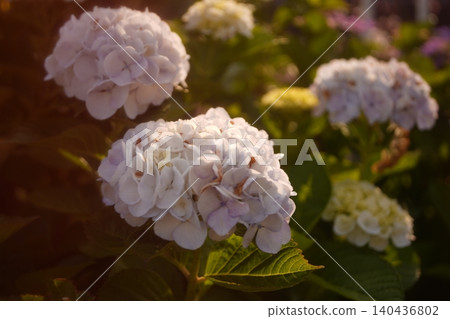 夕陽下盛開的繡球花 夕陽下盛開的繡球花 140436802