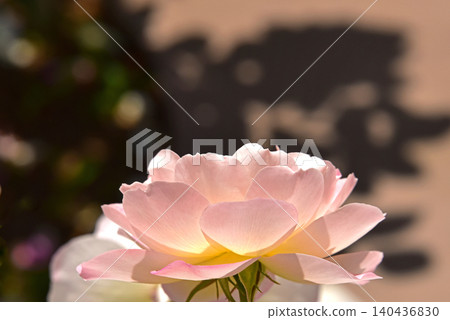 Beautiful rose Beautiful rose 140436830