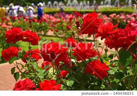 A beautiful rose garden A beautiful rose garden 140436831