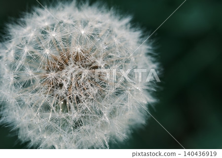 Dandelion fluff covered in raindrops Dandelion fluff covered in raindrops 140436919