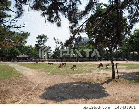 以興福寺五重塔為背景,這座塔目前正在令和時代進行大規模的修復工程,奈良鹿在開闊的田野上吃草,沐浴在初夏的陽光下。 以興福寺五重塔為背景,這座塔目前正在令和時代進行大規模的修復工程,奈良鹿在開闊的田野上吃草,沐浴在初夏的陽光下。 140436991