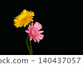 兩輪非洲菊 140437057