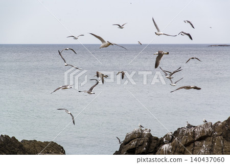 Seabirds in flocks on the rocks Seabirds in flocks on the rocks 140437060