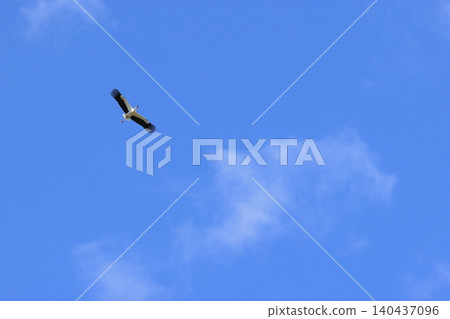 Stork flying in the blue sky Stork flying in the blue sky 140437096