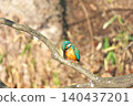 [Wild bird: Kingfisher] 140437201