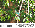 [Wild bird: Kingfisher] 140437202