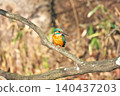 [Wild bird: Kingfisher] 140437203