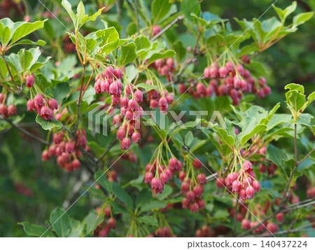 Enkianthus campanulatus (伊里卡薩山) Enkianthus campanulatus (伊里卡薩山) 140437224