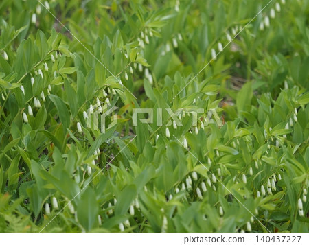 Wildflowers - Polygonatum odoratum (Mt. Irikasa) Wildflowers - Polygonatum odoratum (Mt. Irikasa) 140437227