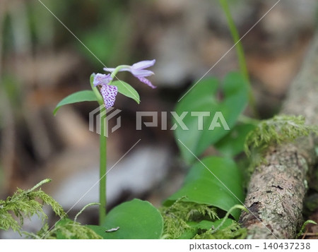 Wildflowers - Seagull Orchid (Mt. Irikasa) Wildflowers - Seagull Orchid (Mt. Irikasa) 140437238