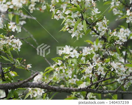 Zumi (Mt. Irikasa) Zumi (Mt. Irikasa) 140437239