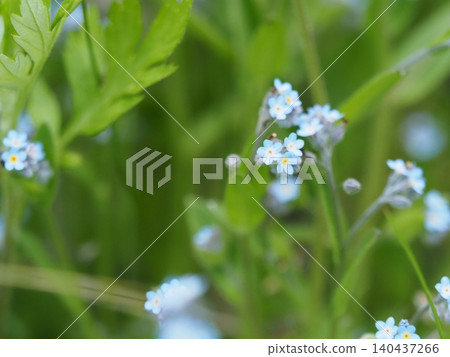 Wildflowers - Forget-me-not (Mt. Irikasa) Wildflowers - Forget-me-not (Mt. Irikasa) 140437266