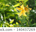 Wildflowers - Hemerocallis middendorffii (Mt. Irikasa) 140437269