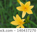 Wildflowers - Hemerocallis middendorffii (Mt. Irikasa) 140437270
