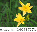 Wildflowers - Hemerocallis middendorffii (Mt. Irikasa) 140437271
