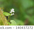 Wildflowers - Maianthemum dilatatum (Mt. Irikasa) 140437272