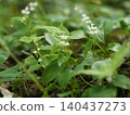 Wildflowers - Maianthemum dilatatum (Mt. Irikasa) 140437273