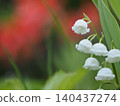 Wildflowers - Japanese lily of the valley (Mt. Irikasa) 140437274