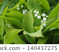 Wildflowers - Japanese lily of the valley (Mt. Irikasa) 140437275