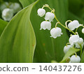 Wildflowers - Japanese lily of the valley (Mt. Irikasa) 140437276