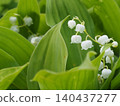 Wildflowers - Japanese lily of the valley (Mt. Irikasa) 140437277