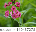 Wildflowers - Primula japonica (Mt. Irikasa) 140437278